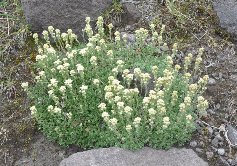 Изображение особи Artemisia glomerata.