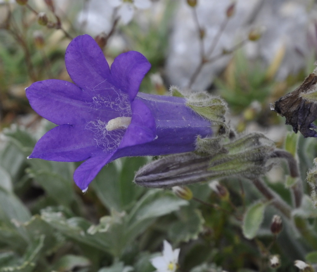 Image of Campanula oreadum specimen.