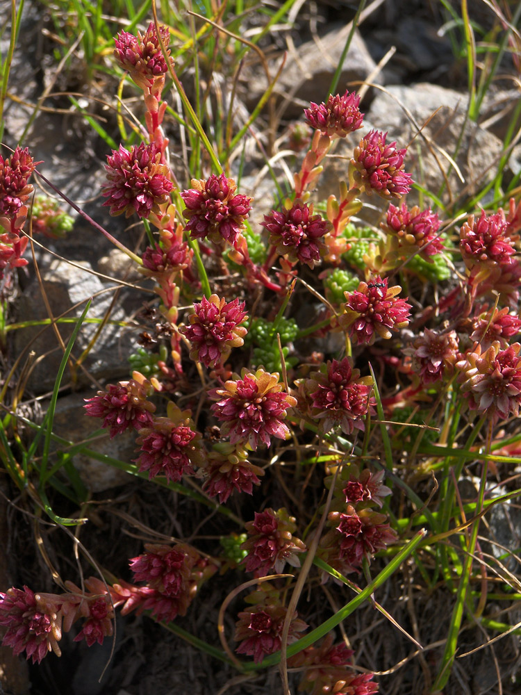 Image of Sedum tenellum specimen.