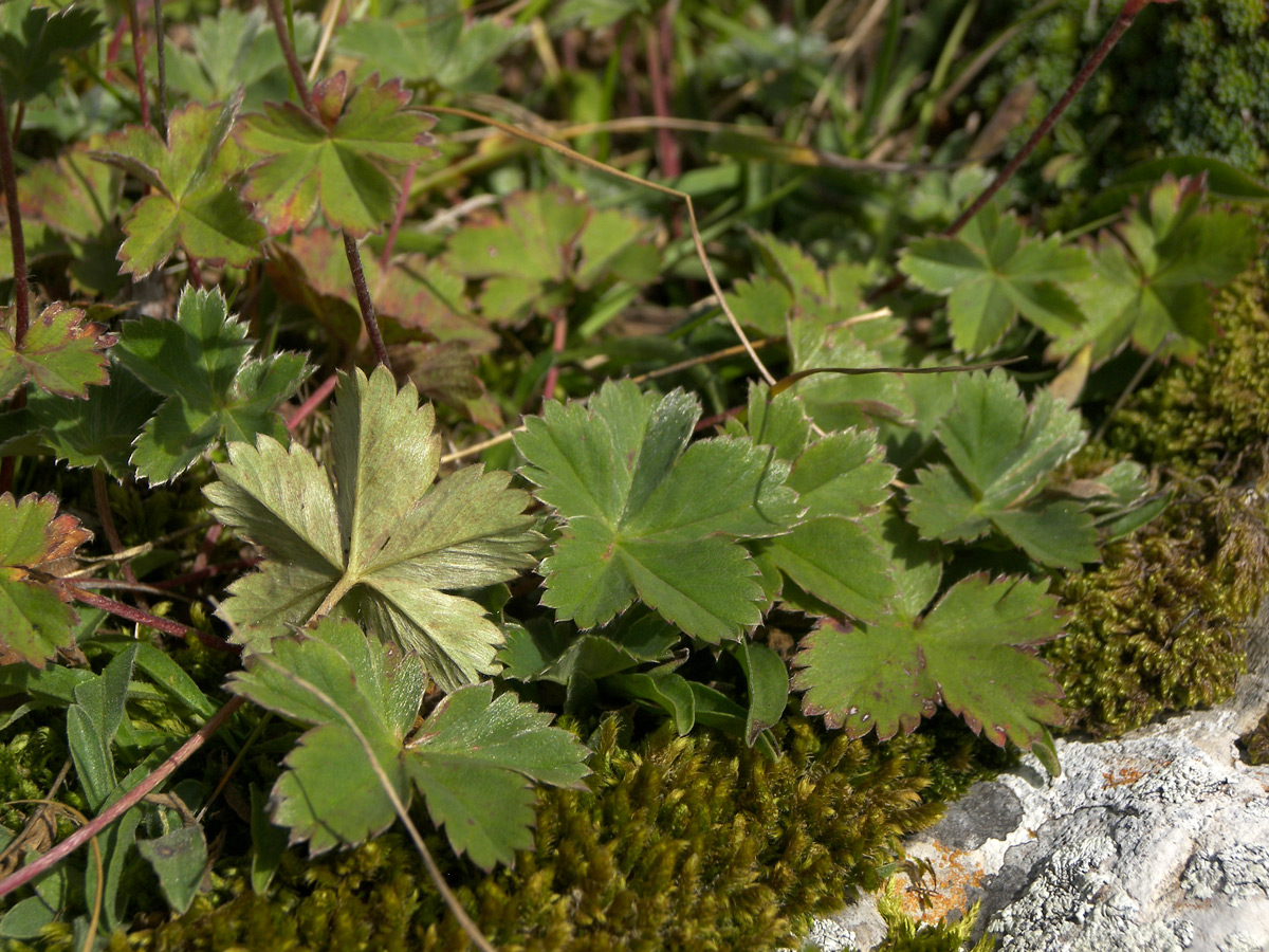 Image of Alchemilla sericata specimen.