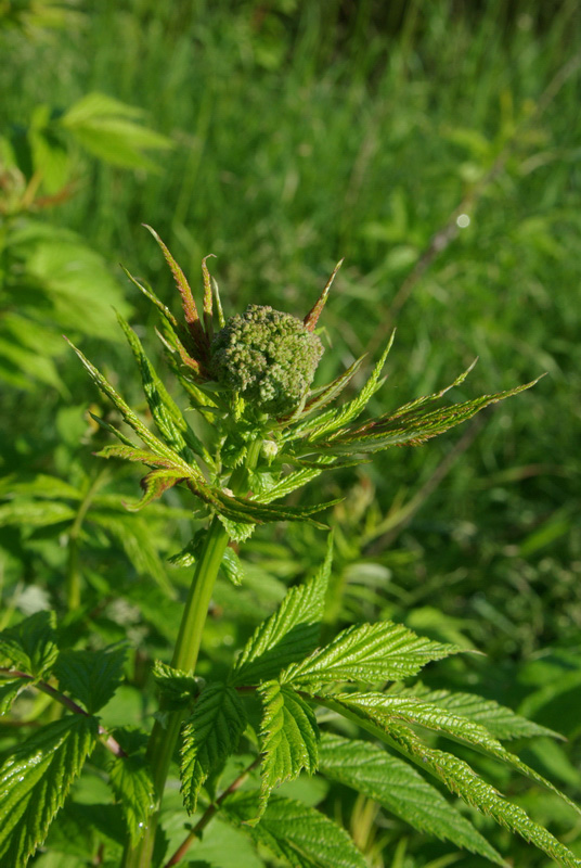 Изображение особи Filipendula ulmaria.