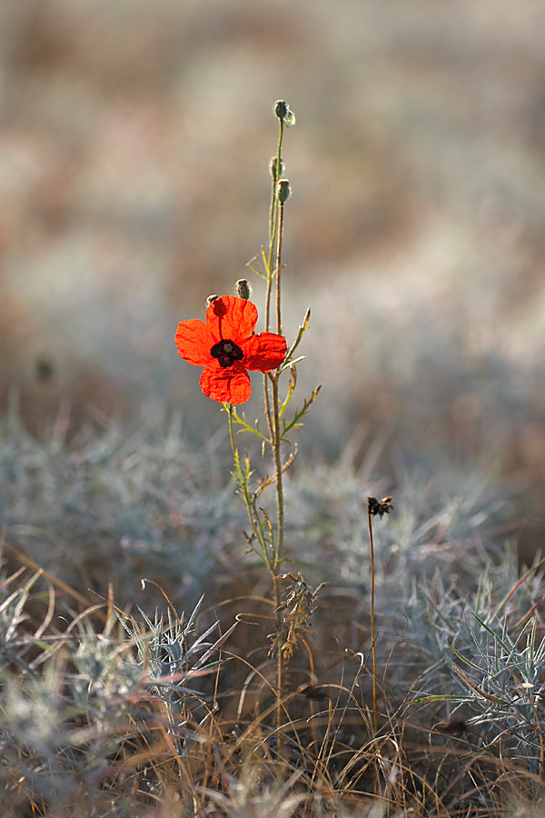 Image of Papaver pavoninum specimen.