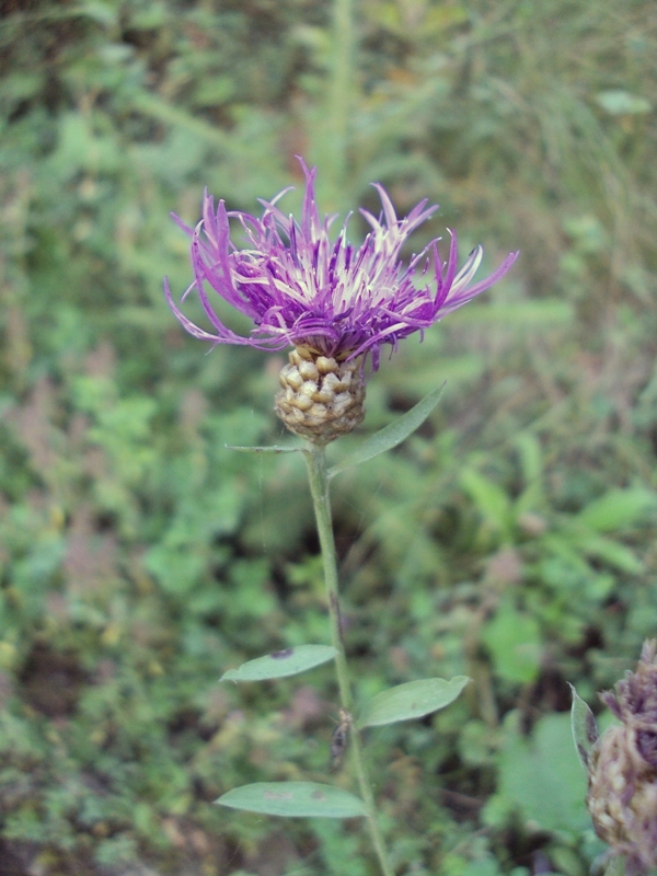 Изображение особи Centaurea jacea.