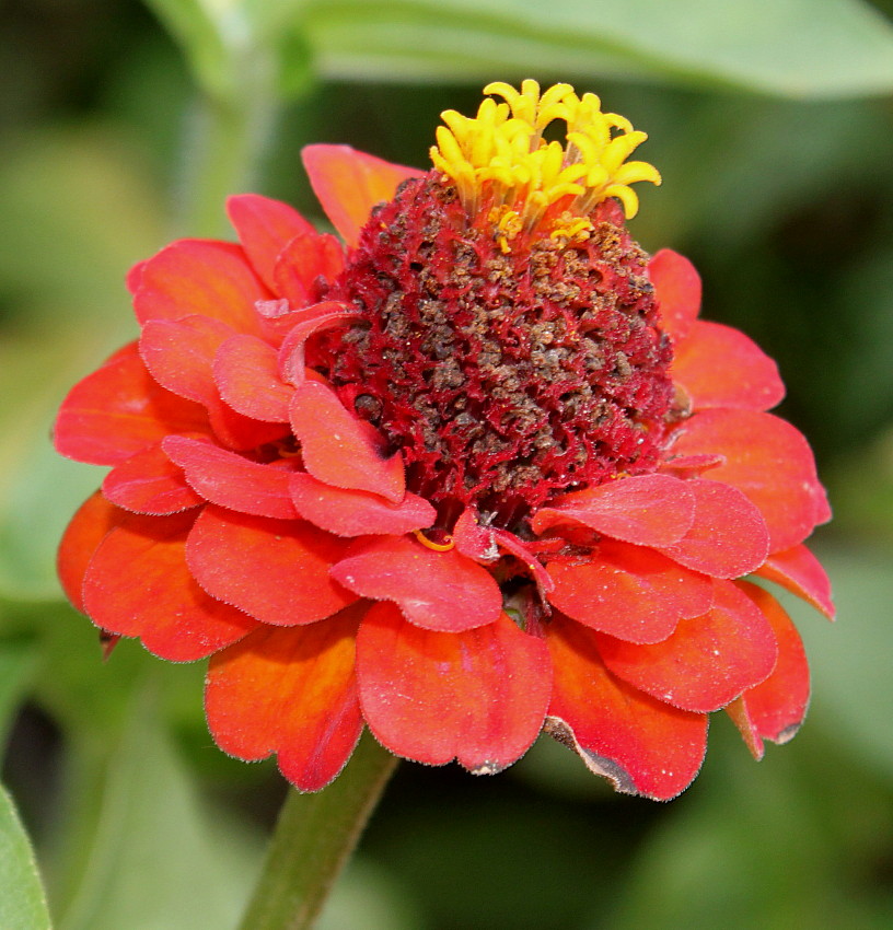 Изображение особи Zinnia elegans.