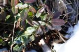 Vaccinium vitis-idaea. Зимующие побеги. Приморский край, Кавалеровский р-н. 06.01.2014.