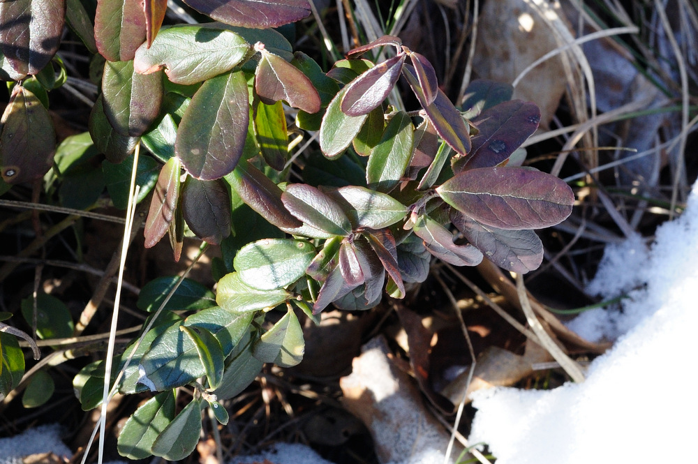 Image of Vaccinium vitis-idaea specimen.