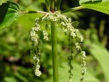 Urtica angustifolia