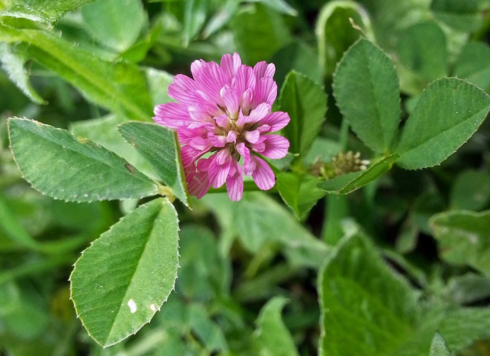 Image of Trifolium resupinatum specimen.