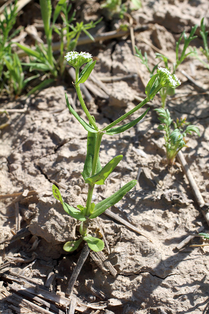 Image of Valerianella muricata specimen.