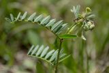 Vicia abbreviata