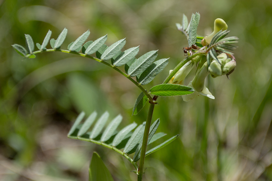 Image of Vicia abbreviata specimen.