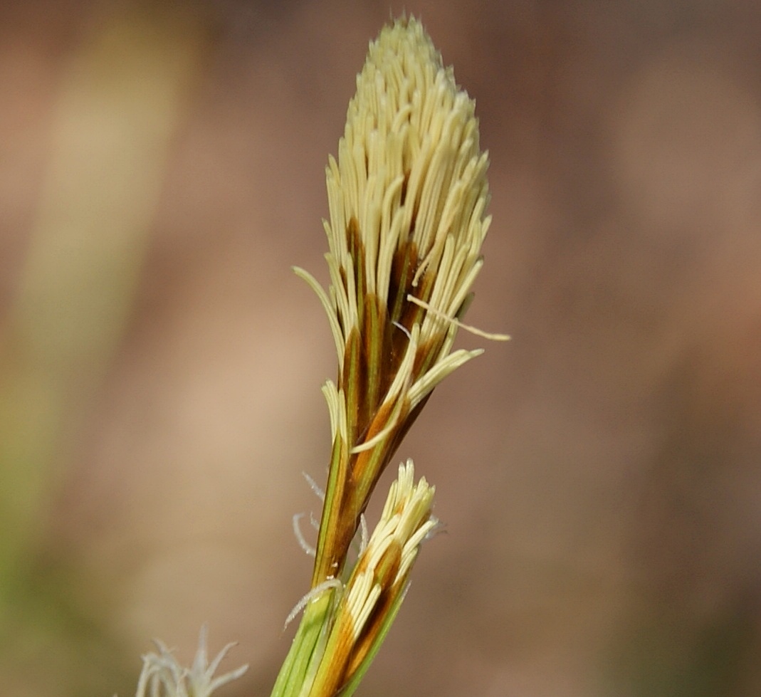 Изображение особи род Carex.