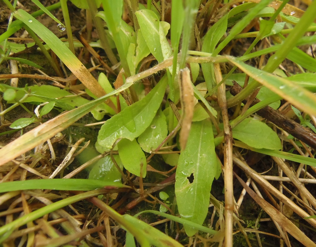 Image of Campanula patula specimen.