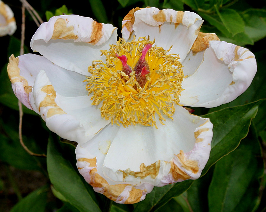 Image of Paeonia lactiflora specimen.