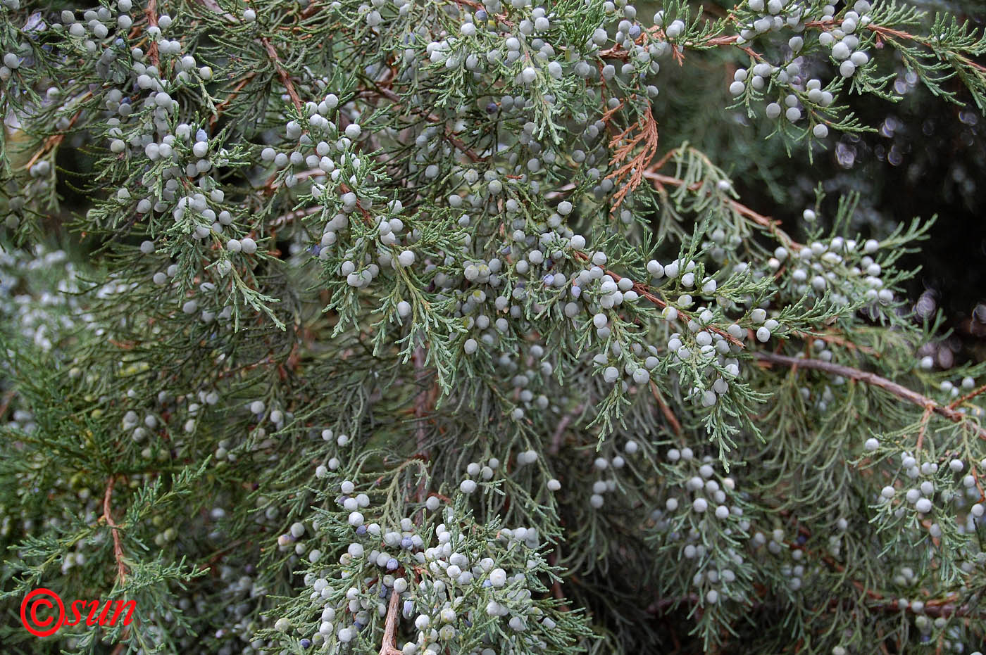 Изображение особи Juniperus virginiana.