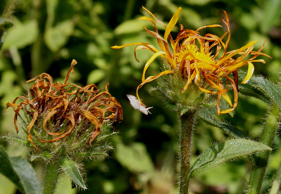 Image of Inula hirta specimen.