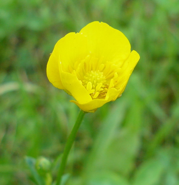 Image of genus Ranunculus specimen.