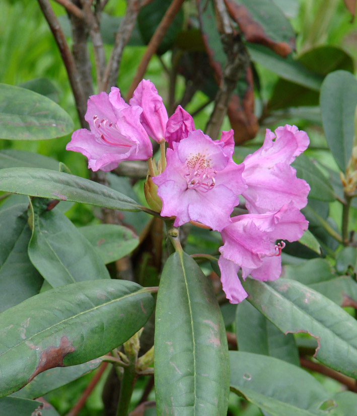 Image of genus Rhododendron specimen.