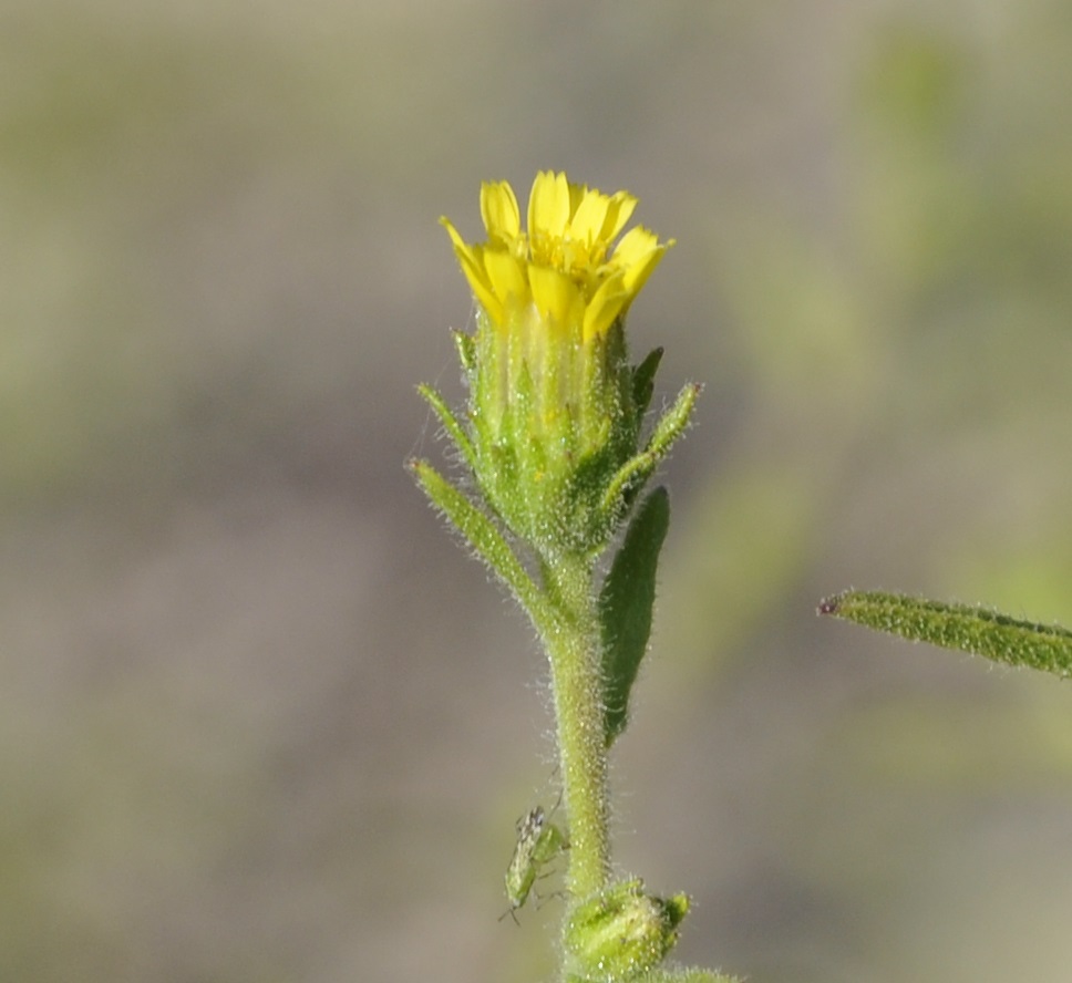 Image of Dittrichia graveolens specimen.