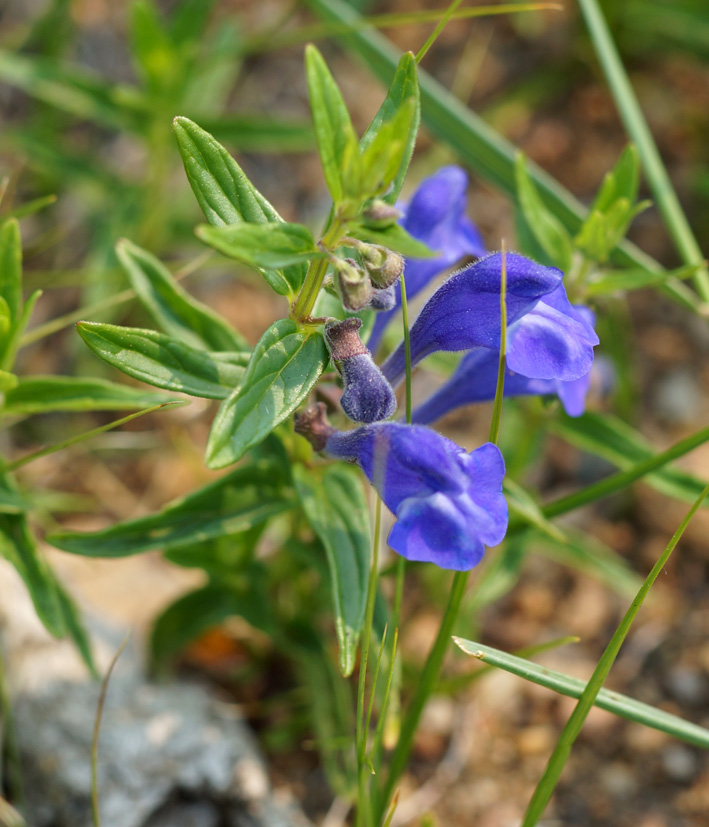 Image of Scutellaria scordiifolia specimen.