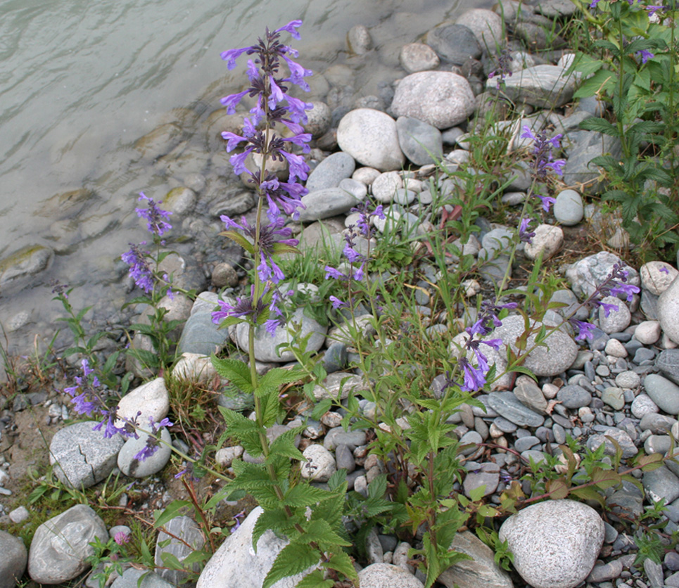 Image of Nepeta sibirica specimen.