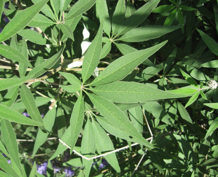 Image of Vitex agnus-castus specimen.