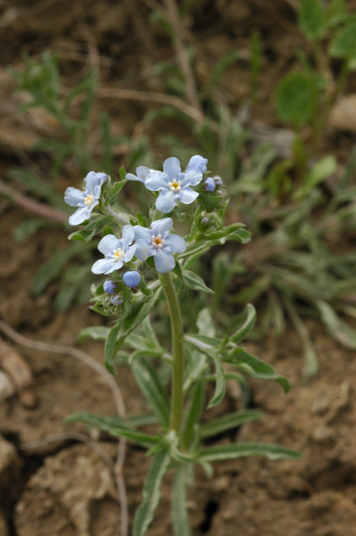 Image of genus Lappula specimen.