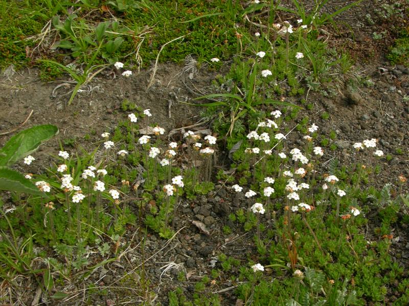 Image of Androsace capitata specimen.