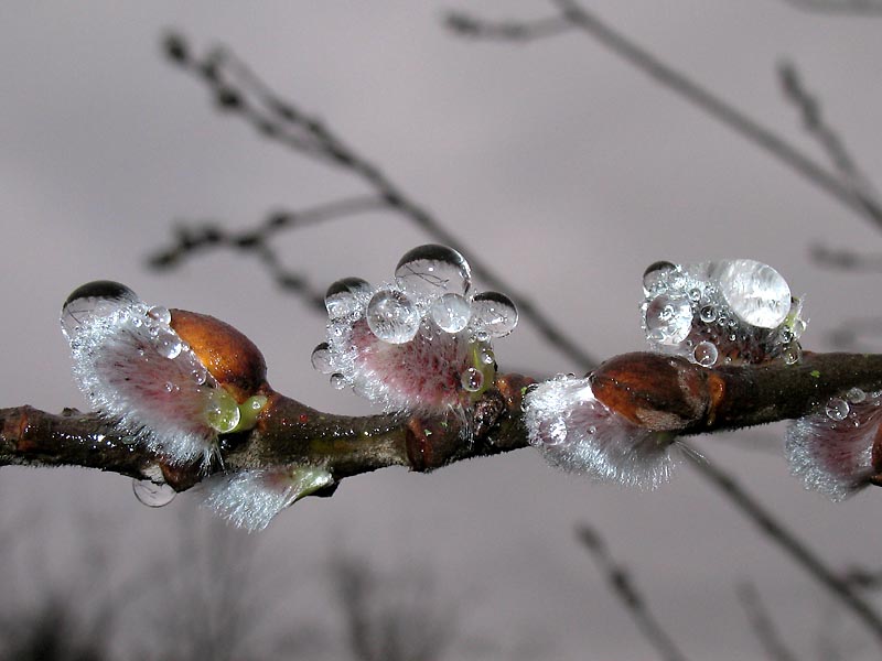 Изображение особи Salix pseudomedemii.