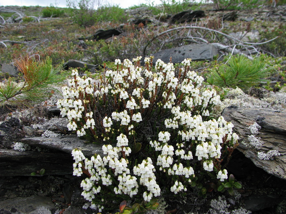 Image of Cassiope ericoides specimen.