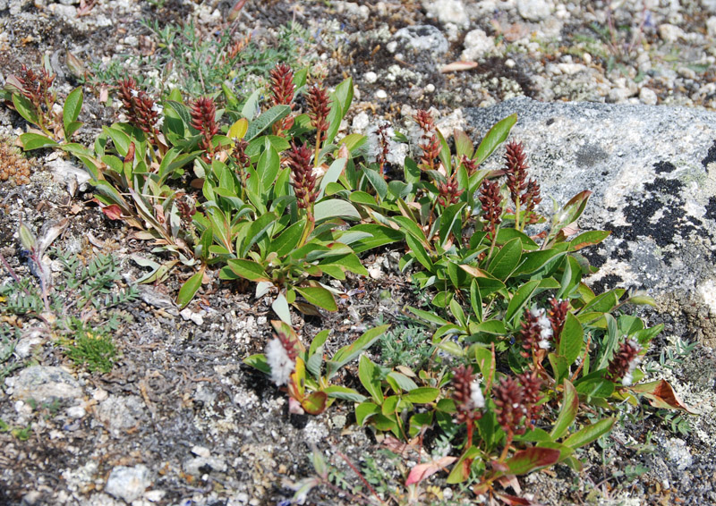 Image of Salix sphenophylla specimen.