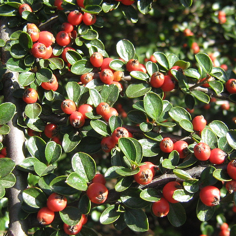 Image of Cotoneaster horizontalis specimen.