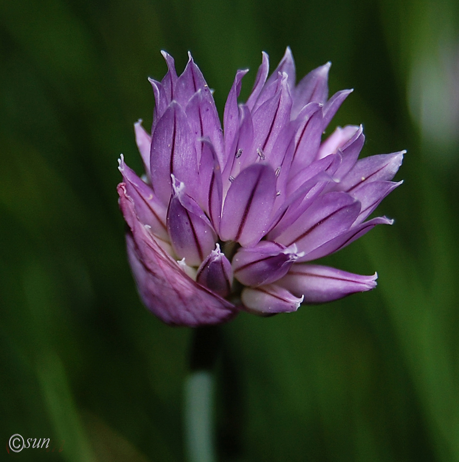 Image of Allium schoenoprasum specimen.