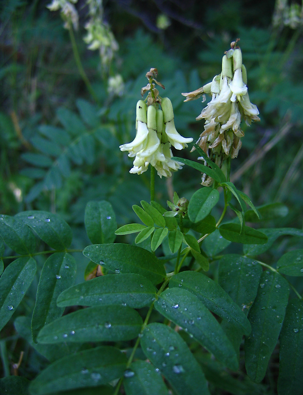 Изображение особи Astragalus frigidus.