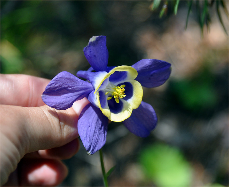 Изображение особи Aquilegia sibirica.