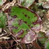 Epimedium colchicum. Лист с поражениями (вероятно, Phyllosticta epimedii). Краснодарский край, Сочи, окр. Адлера, лес. 25.02.2015.