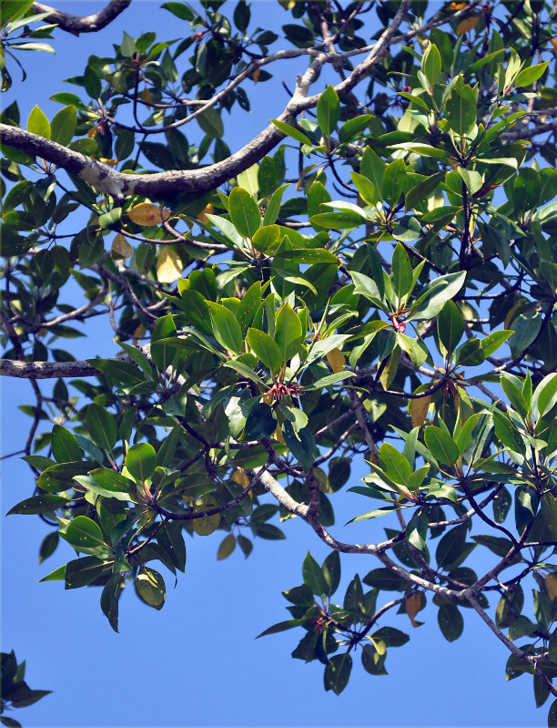 Image of Bruguiera gymnorhiza specimen.