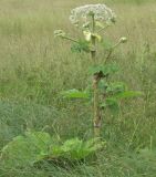 Heracleum sosnowskyi