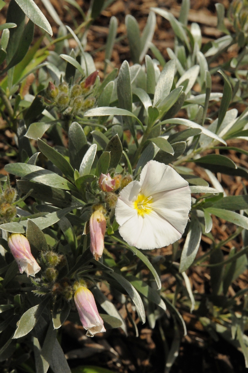 Image of Convolvulus cneorum specimen.