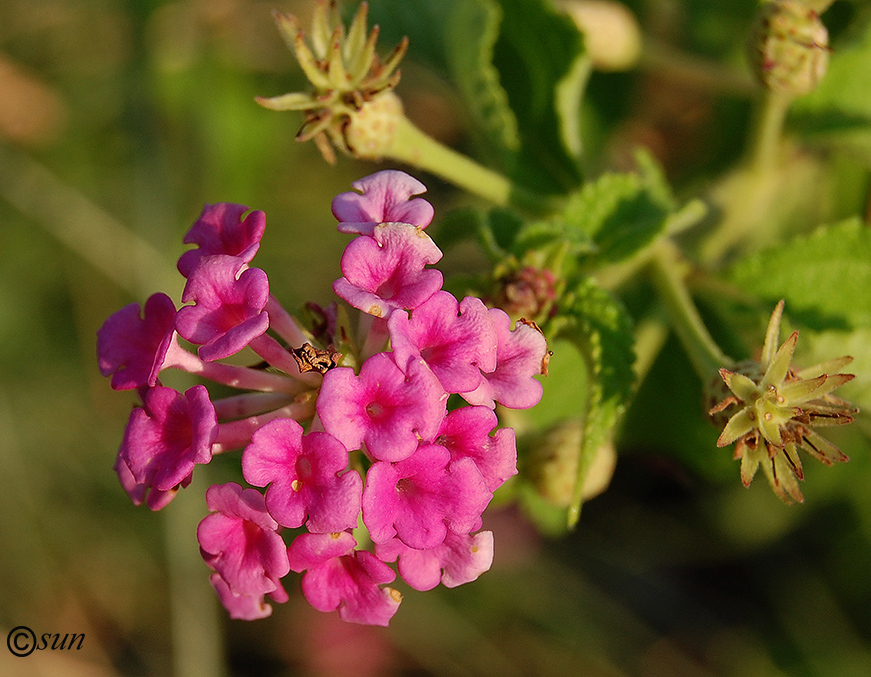 Image of Lantana camara specimen.