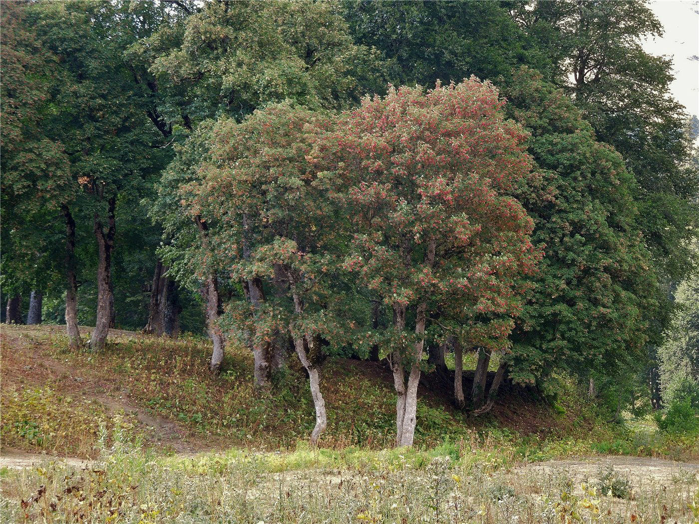 Клен кавказский