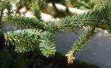 Abies pinsapo