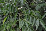 Phellodendron amurense. Часть ветви с плодами. Приморье, окр. г. Находка, село Голубовка. 12.08.2015.