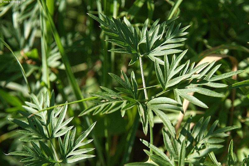 Image of Cenolophium fischeri specimen.