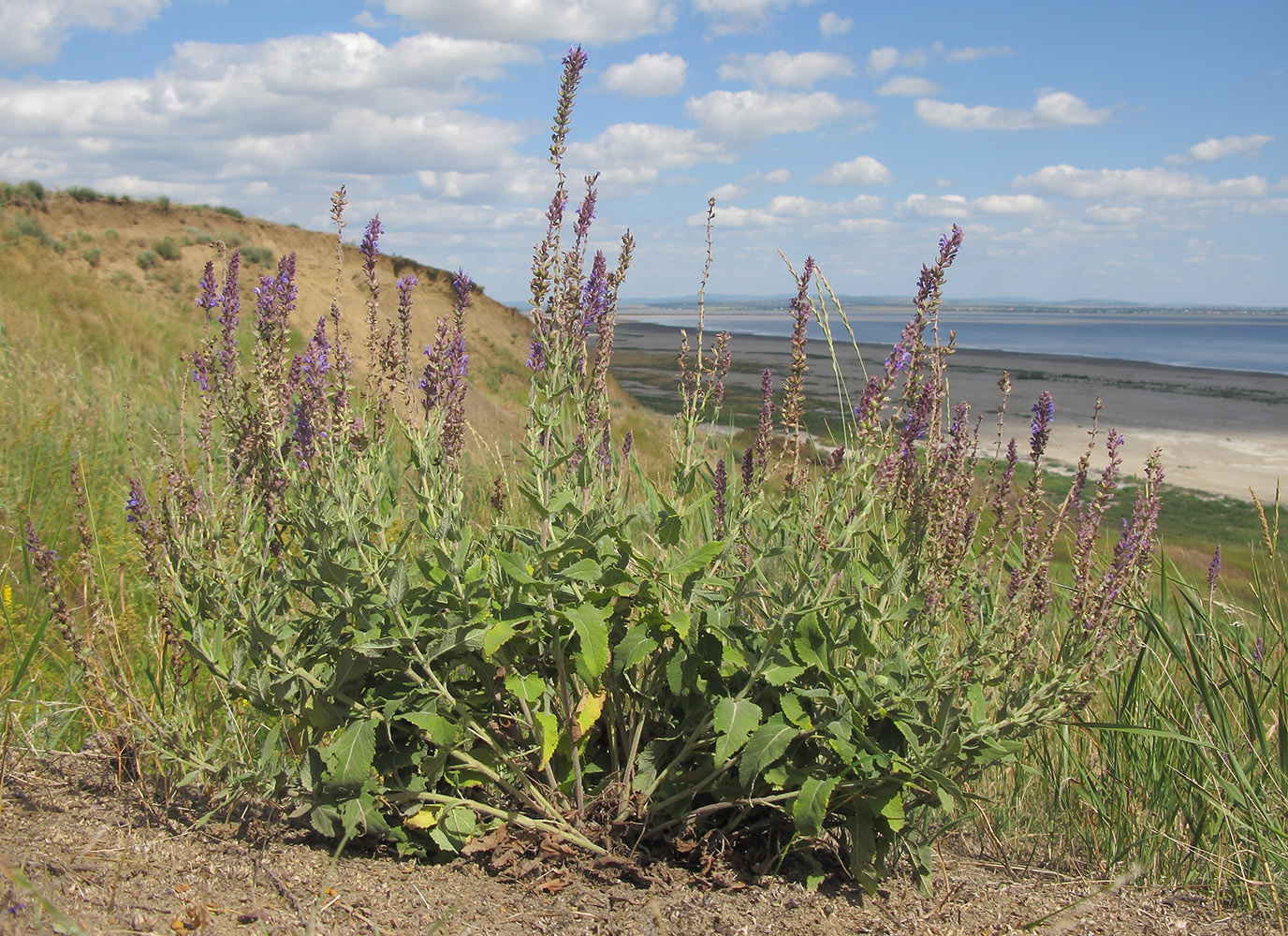 Image of Salvia tesquicola specimen.