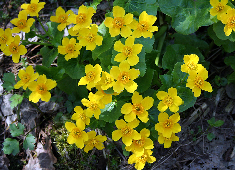 Image of Caltha palustris specimen.