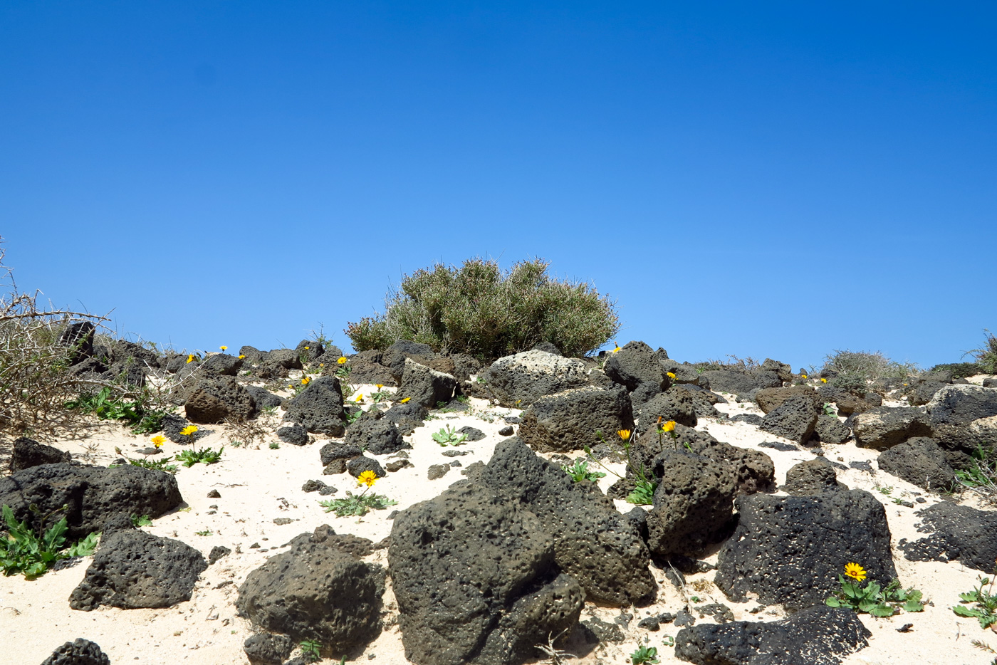 Image of Salsola divaricata specimen.