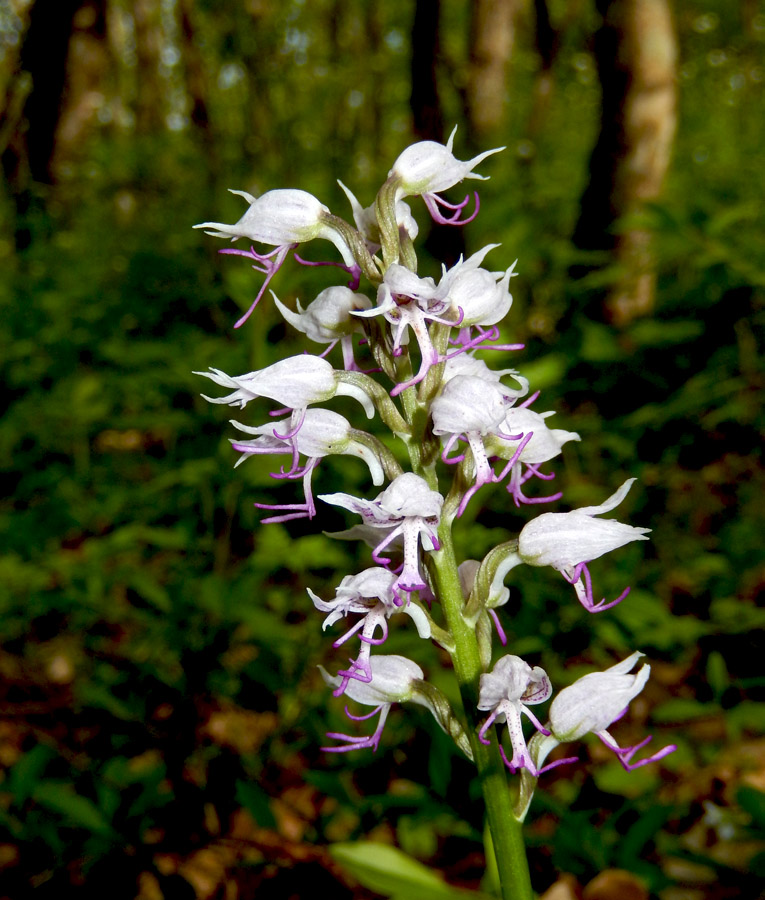 Image of Orchis simia specimen.