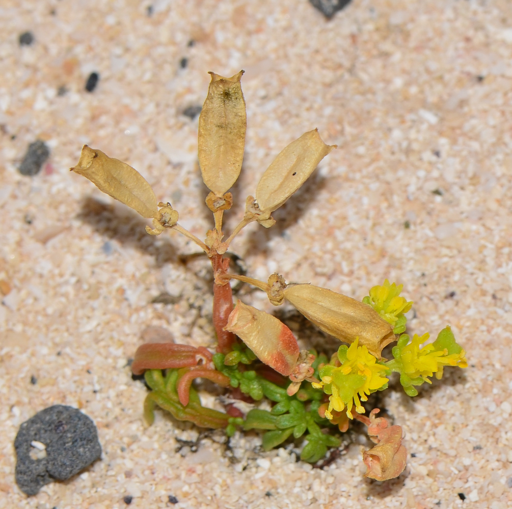 Image of Reseda crystallina specimen.