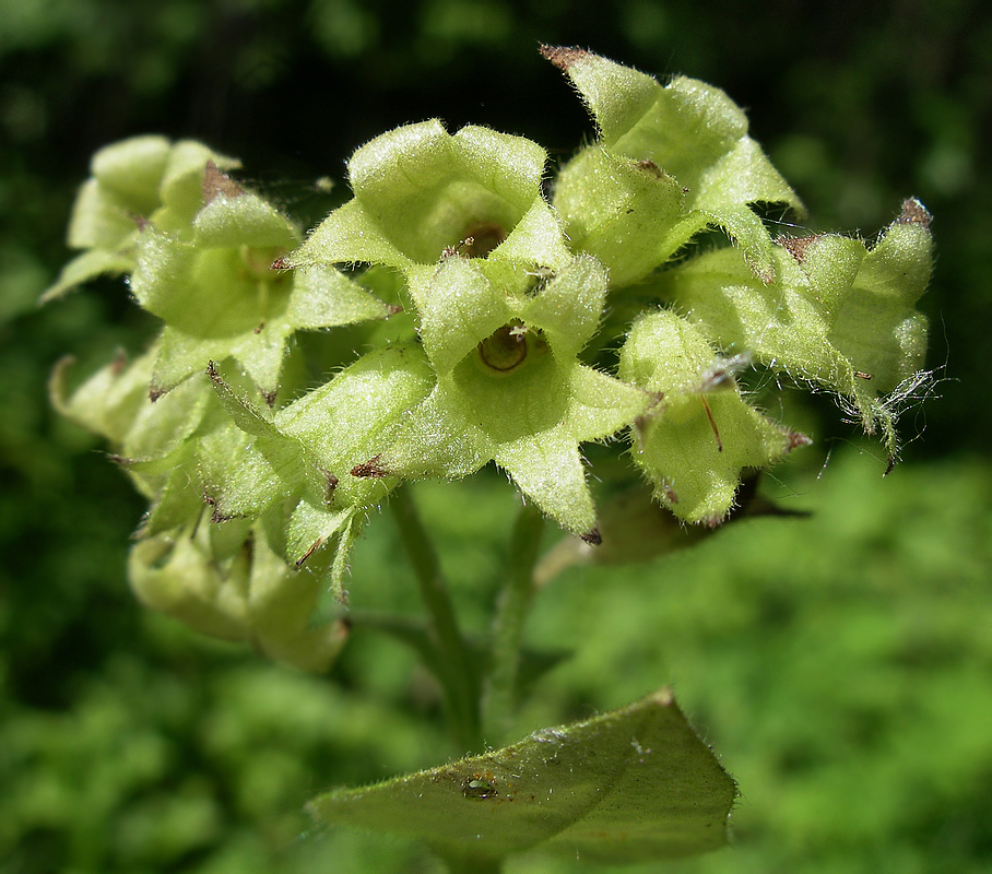 Изображение особи Pulmonaria obscura.